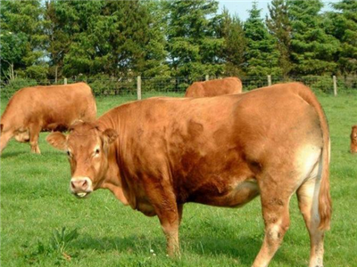 肉牛养殖场好坏 肉牛养殖场好坏